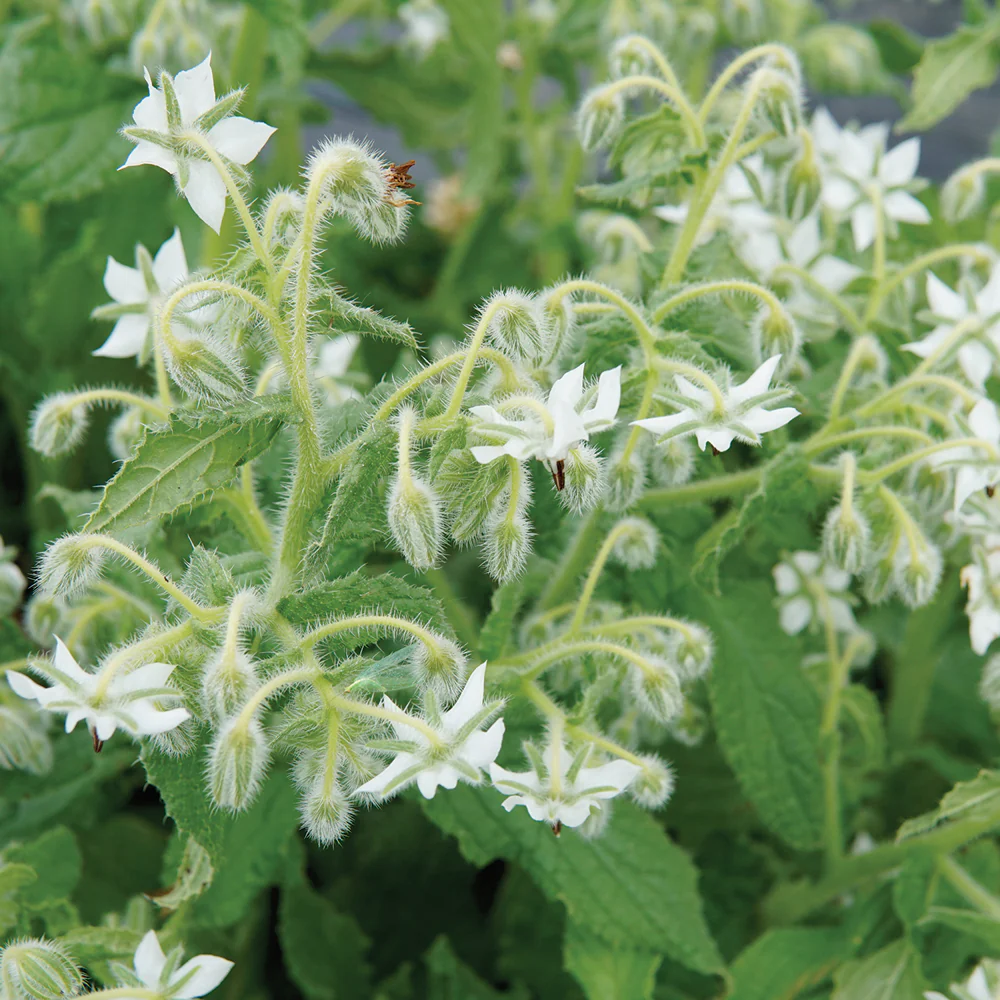 Alba Borage