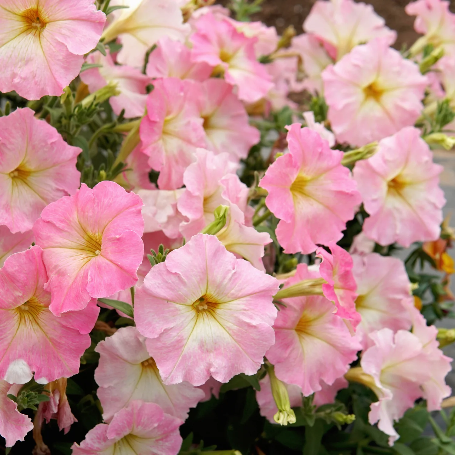 Alenka Petunia - Image 2