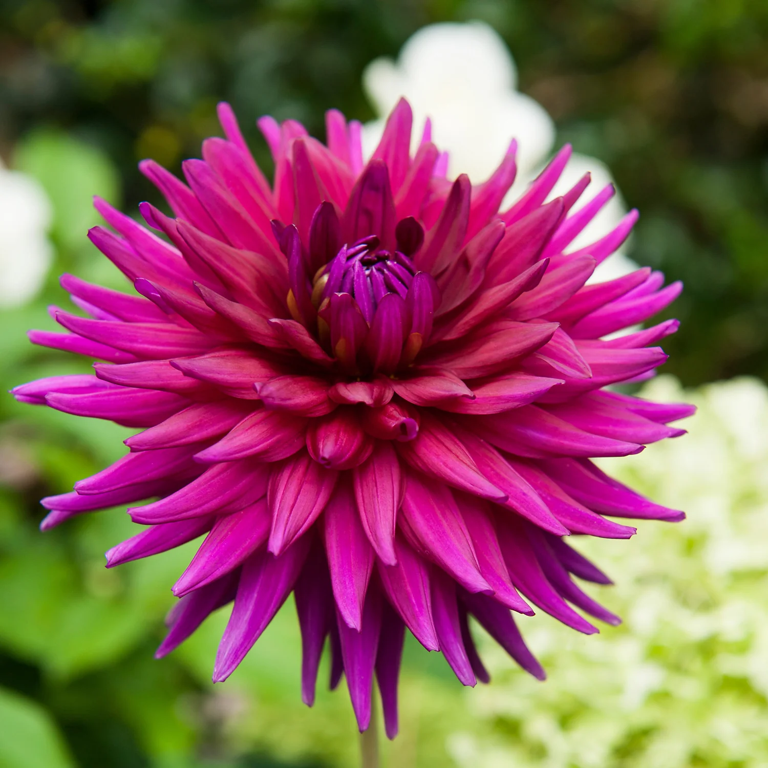 Ambition Dahlia