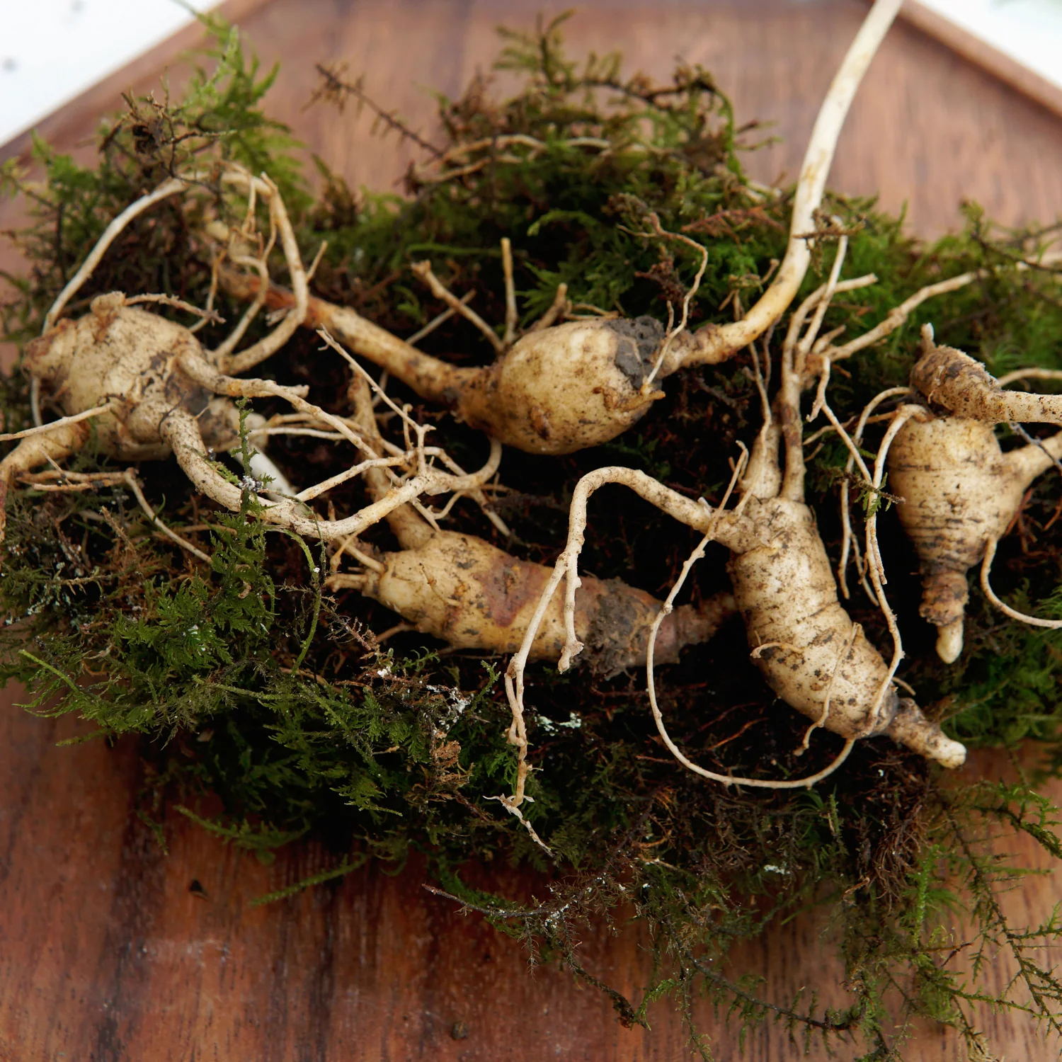 American Ginseng Rootlets