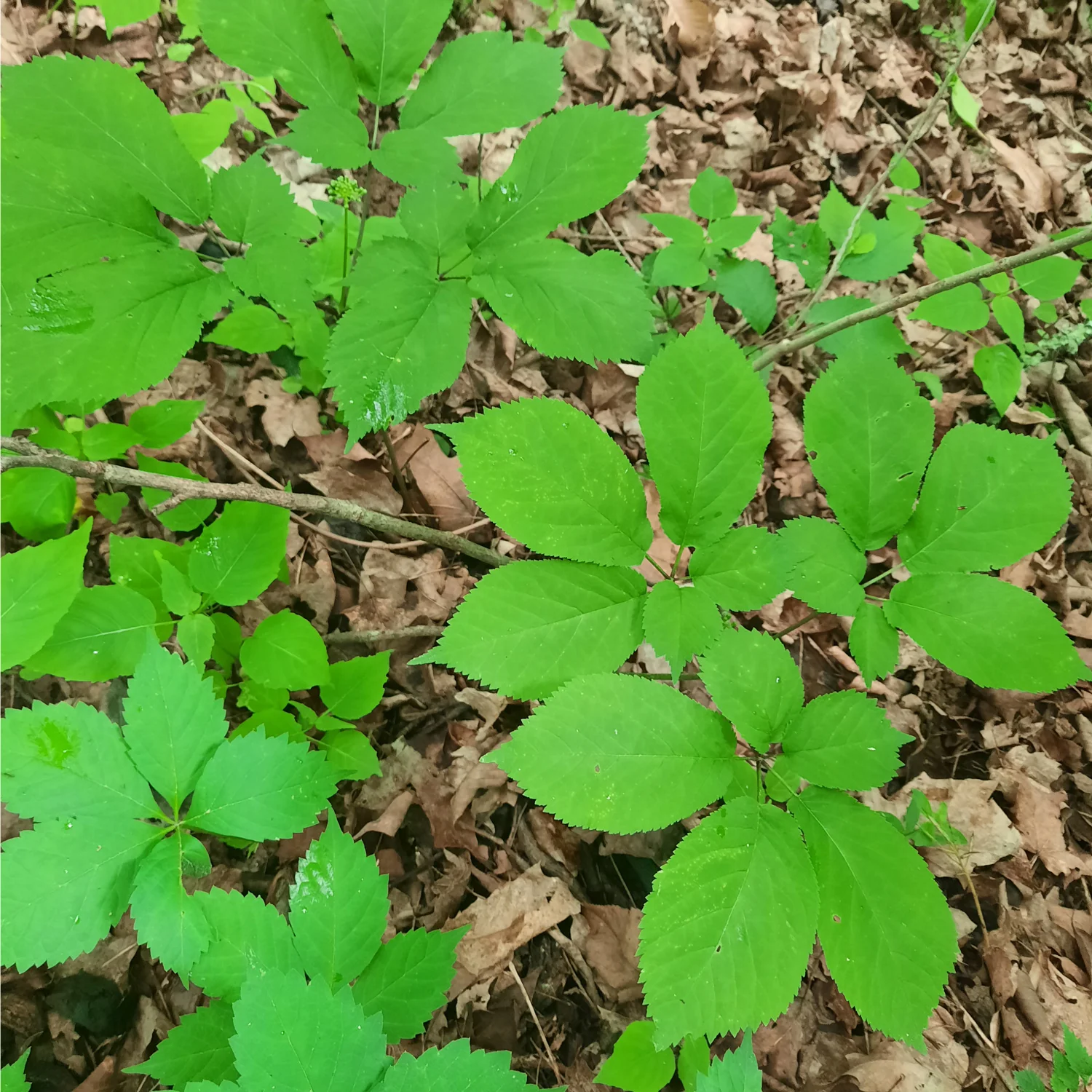 American Ginseng Rootlets - Image 2