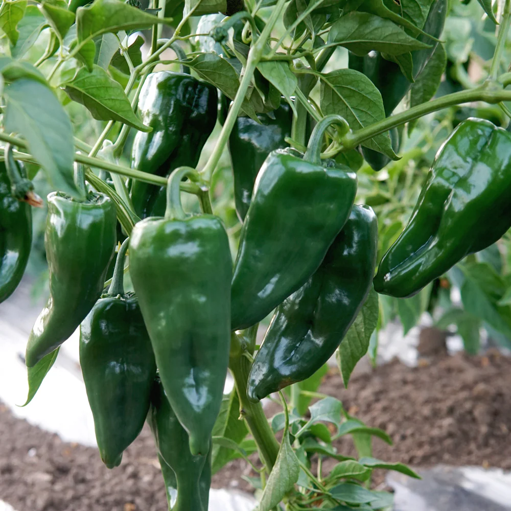 Ancho Poblano Pepper