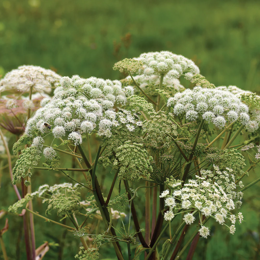Angelica