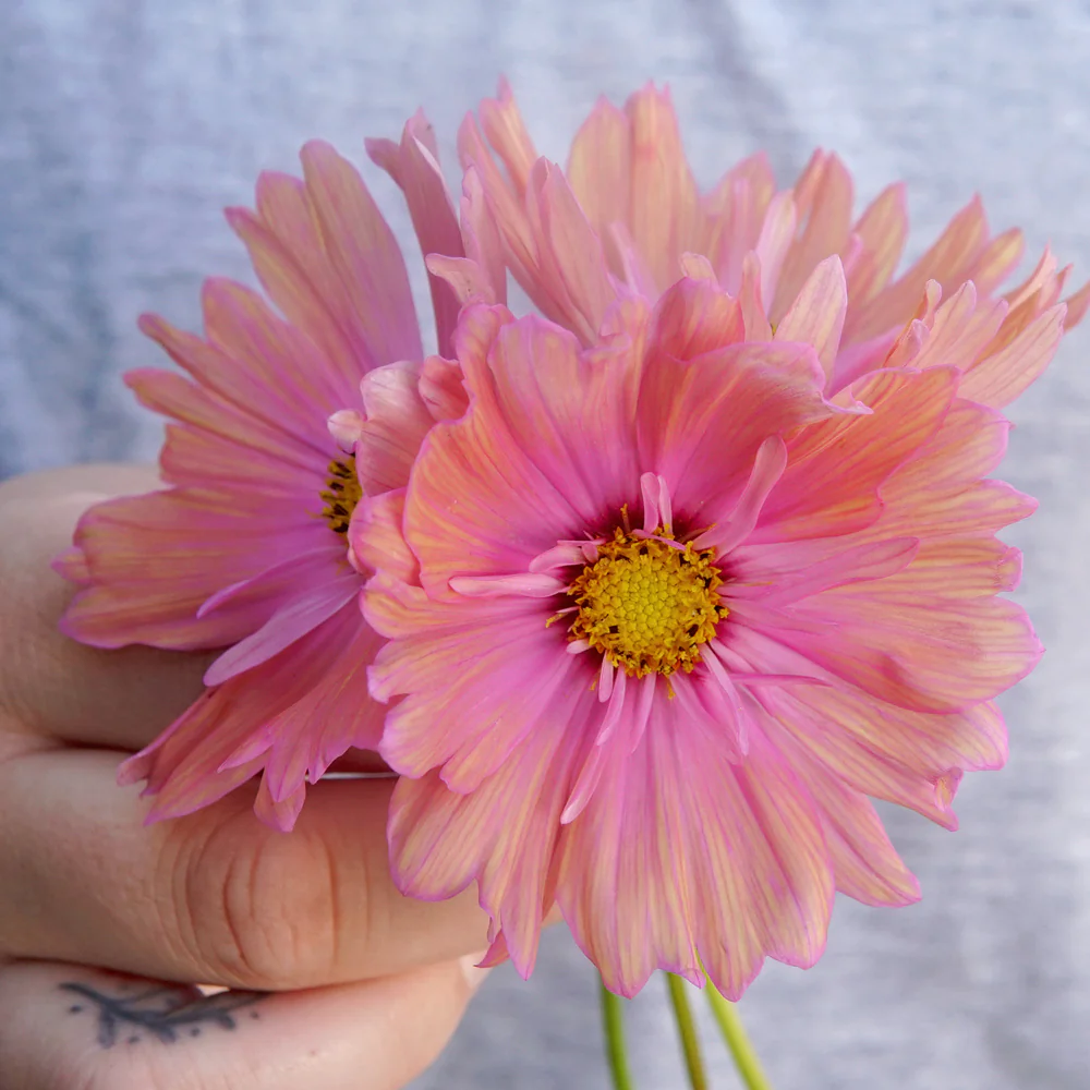 Apricotta Cosmos - Image 2
