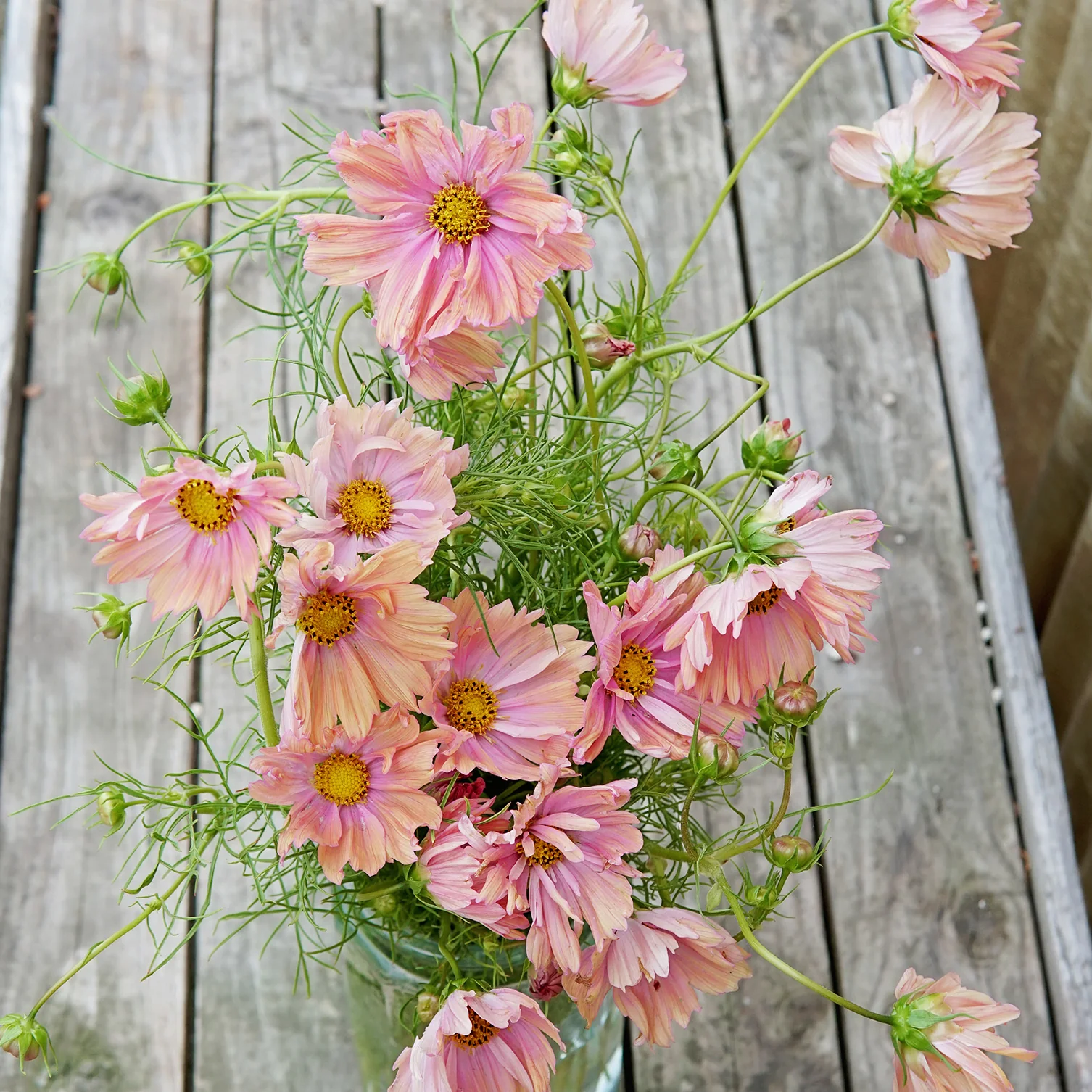Apricotta Cosmos - Image 3