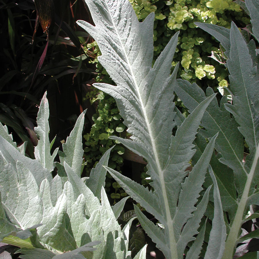 Cardoon Artichoke - Image 5