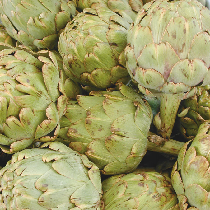 Imperial Star Artichoke - Image 6