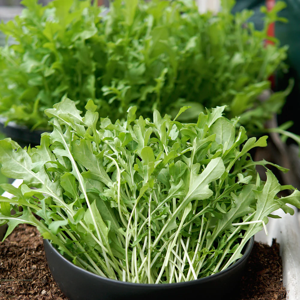 Arugula
