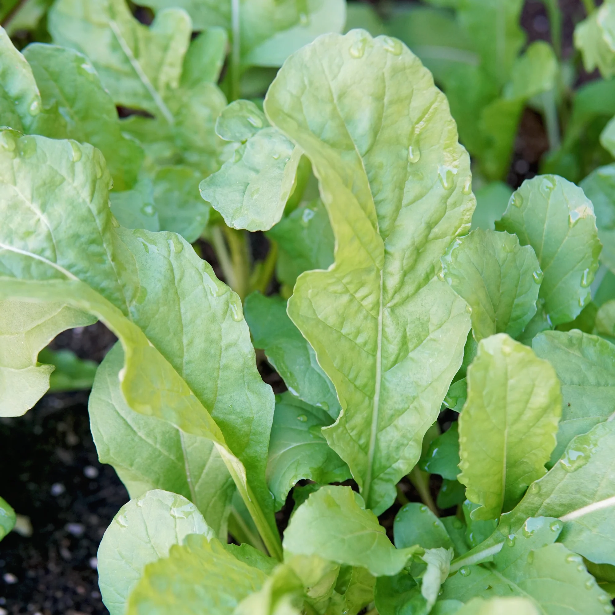 Roquette Arugula - Image 2