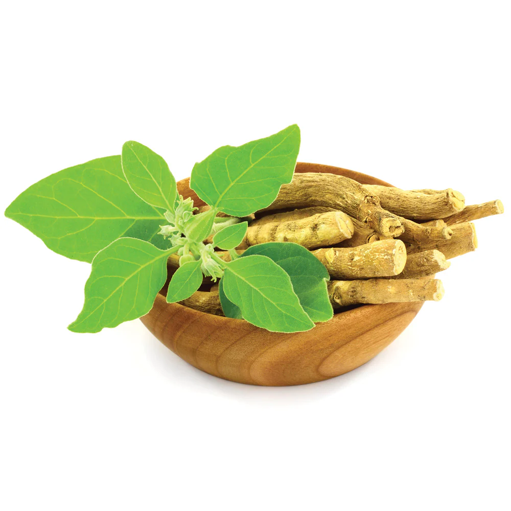 Ashwagandha Plant - Image 2