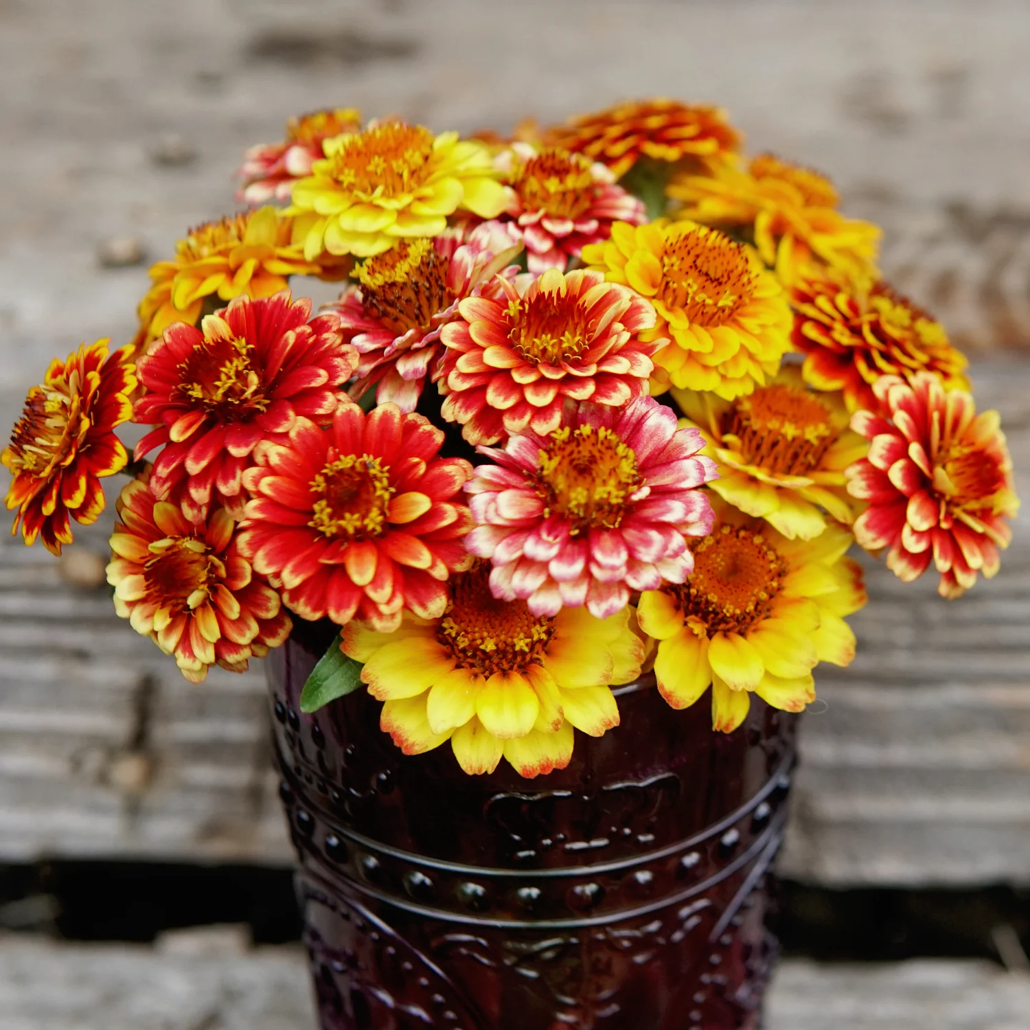 Aztec Sunset Mix Zinnia - Image 2