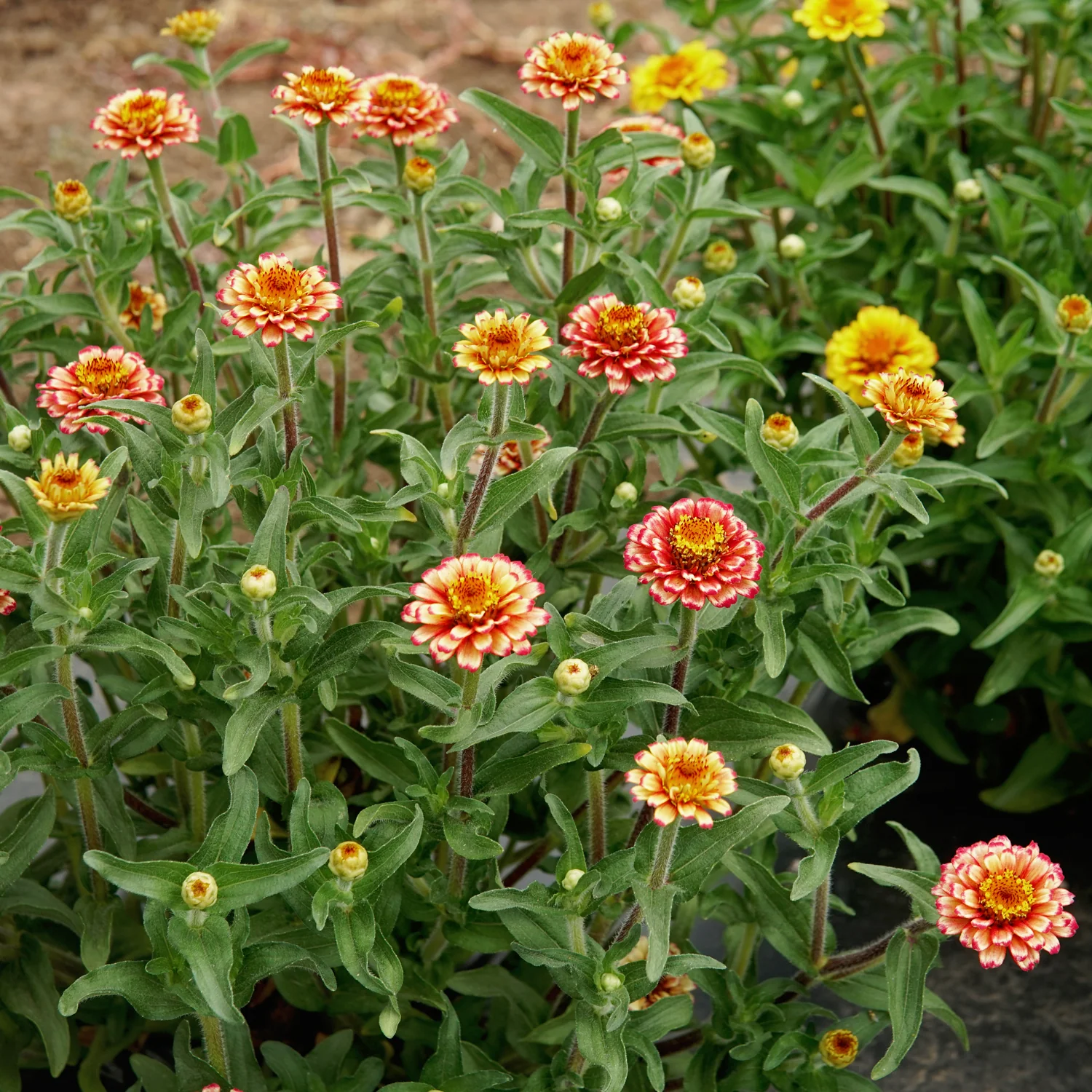 Aztec Sunset Mix Zinnia - Image 3