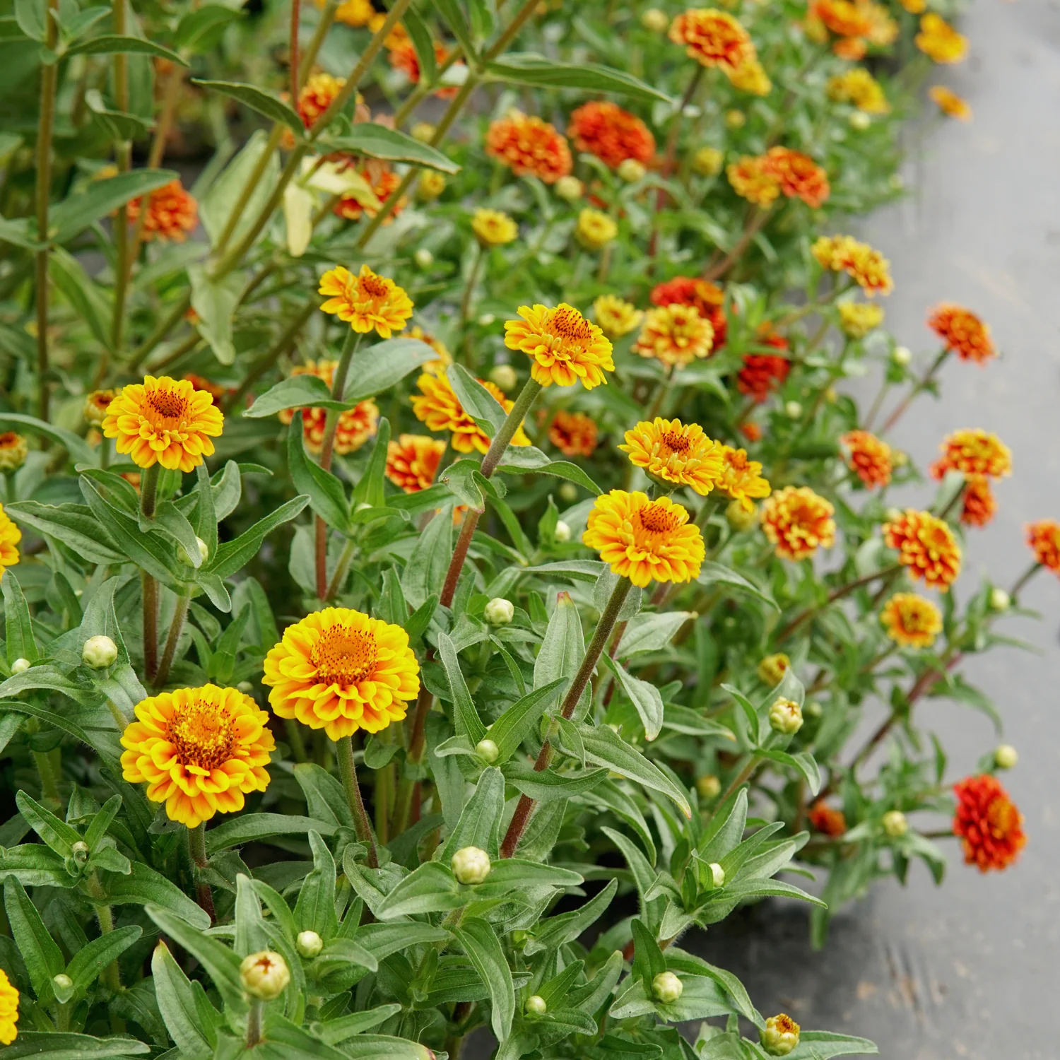 Aztec Sunset Mix Zinnia - Image 4