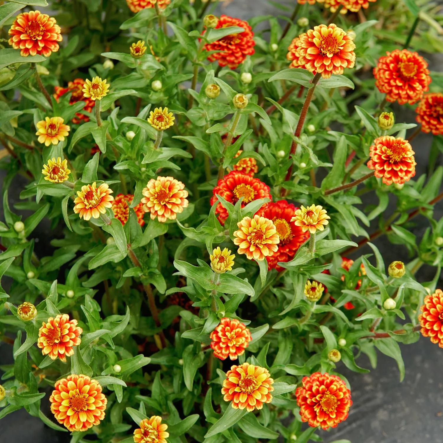 Aztec Sunset Mix Zinnia - Image 5