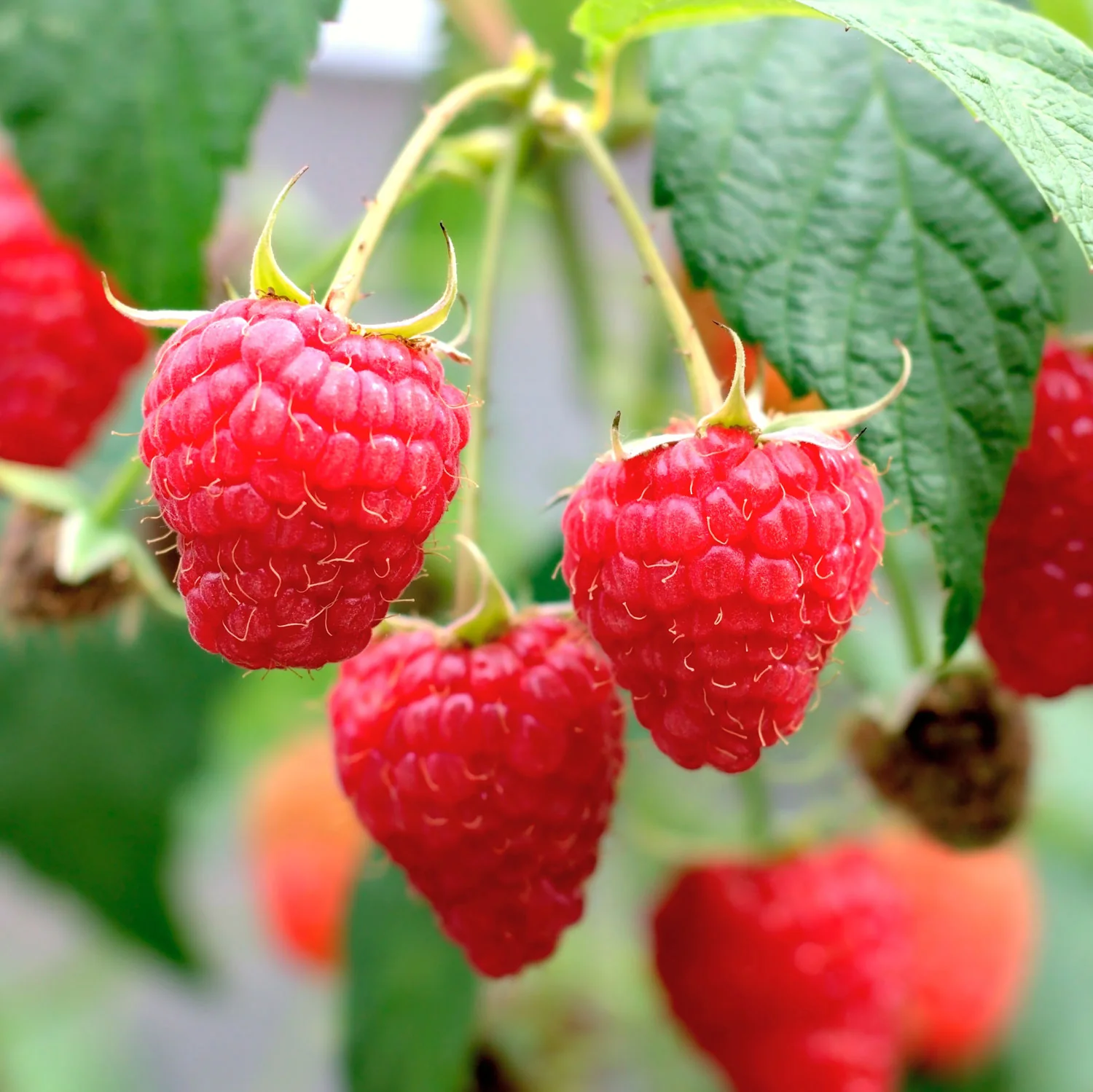 Bababerry Raspberry Plant