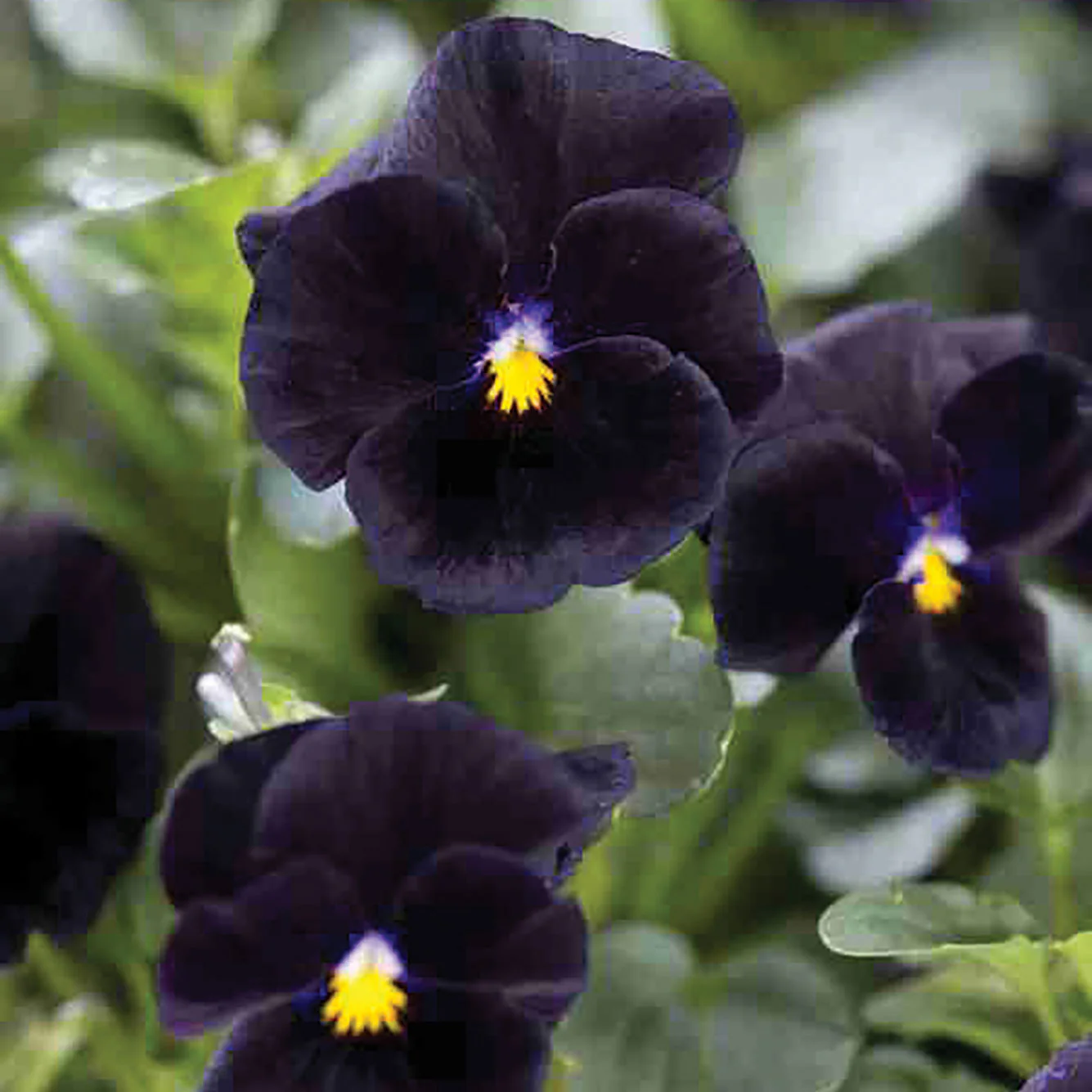 Back To Black Viola