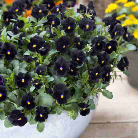 Back To Black Viola - Image 2