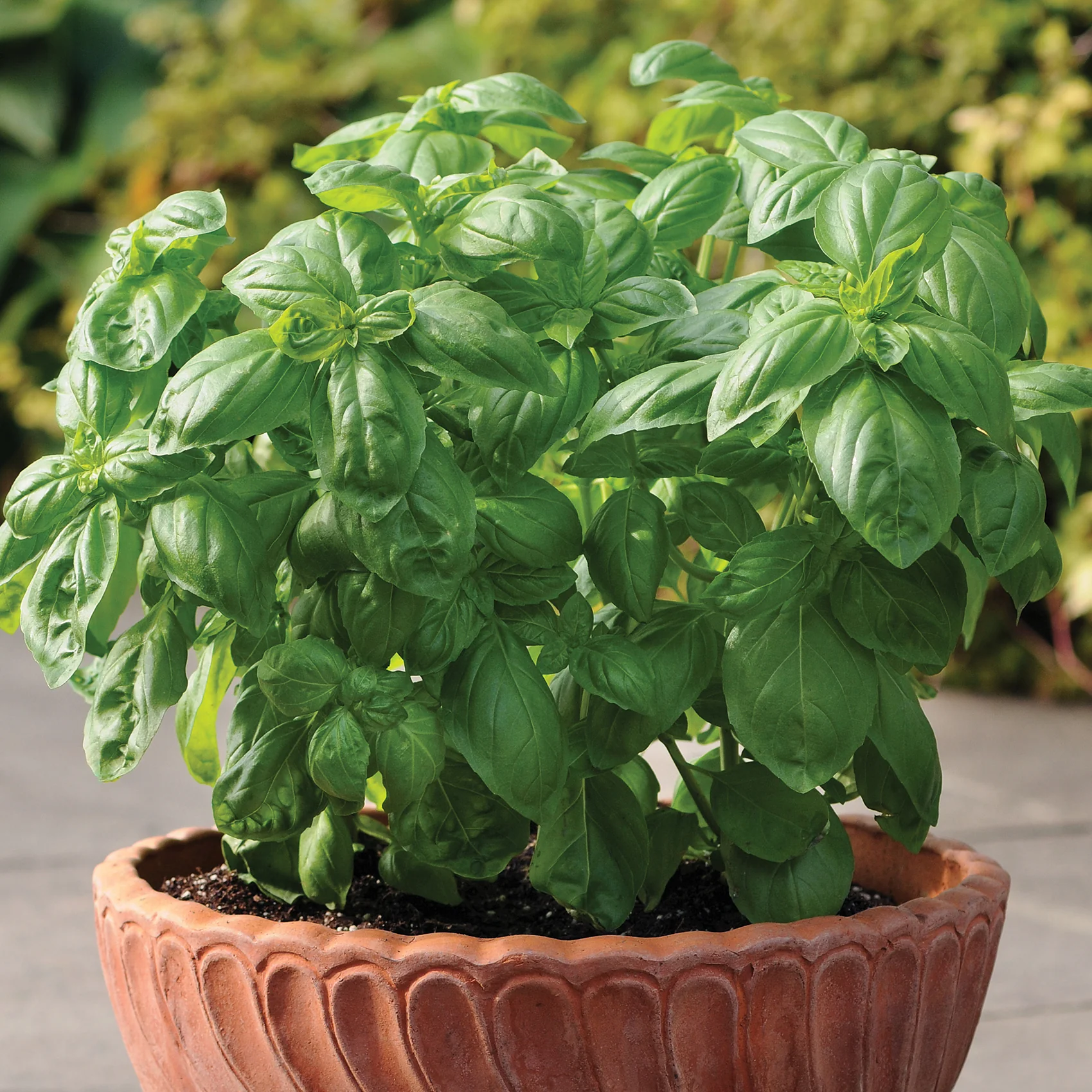 Dolce Fresca Basil