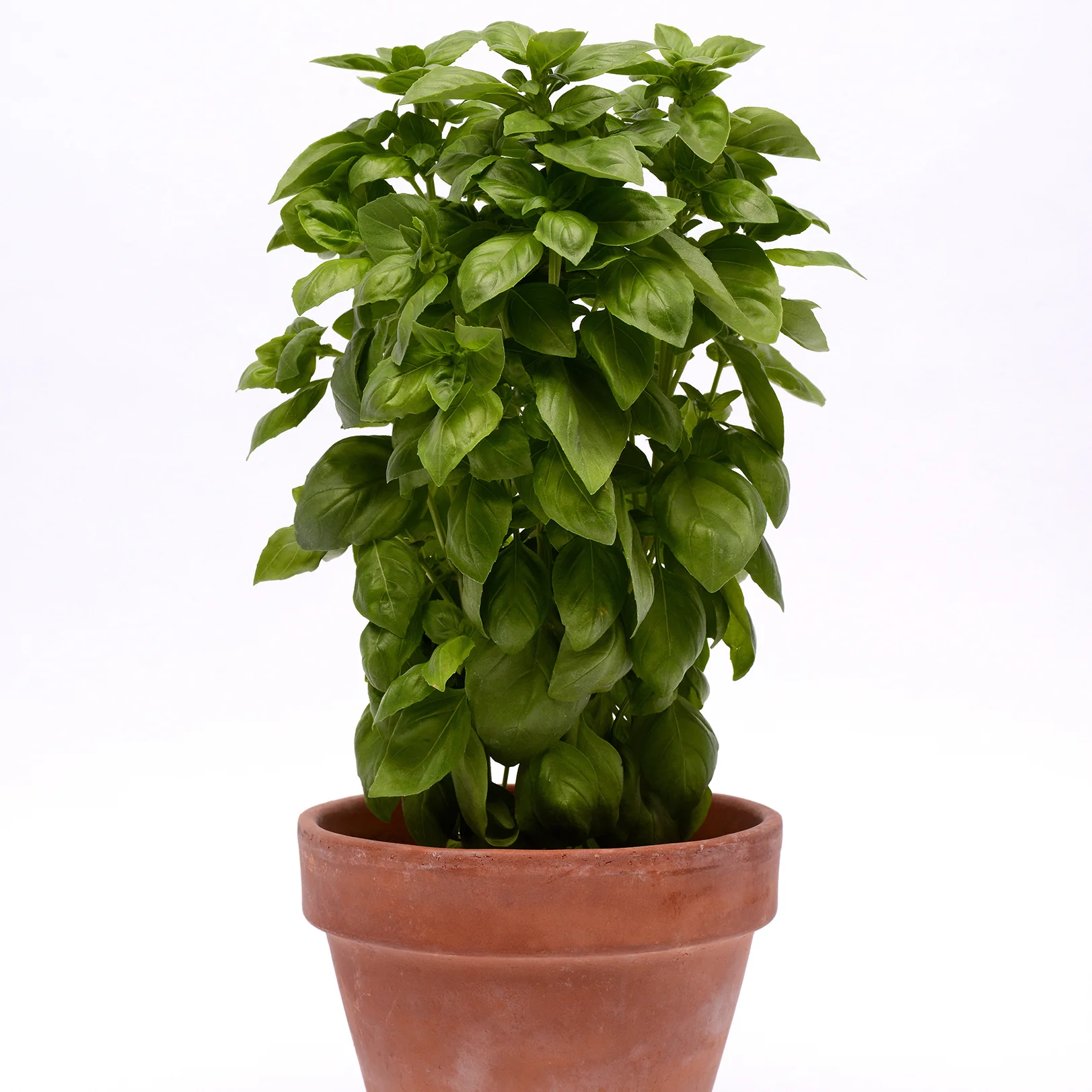 Everleaf Emerald Towers Basil - Image 2