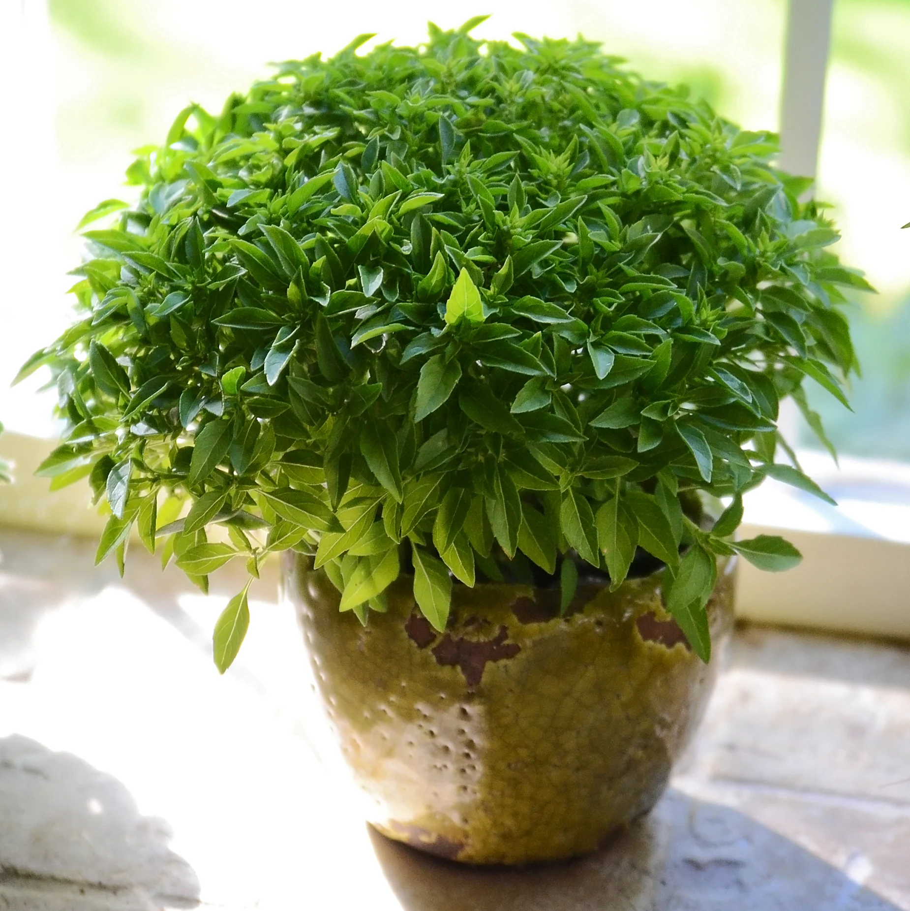 Finissimo Verde A Palla Basil - Image 2