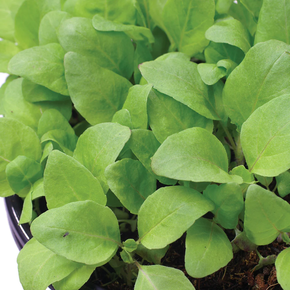 Holy Green Basil