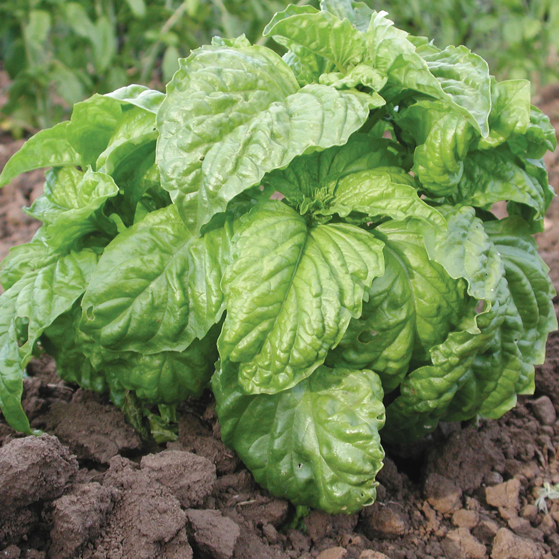 Mammoth Sweet Basil