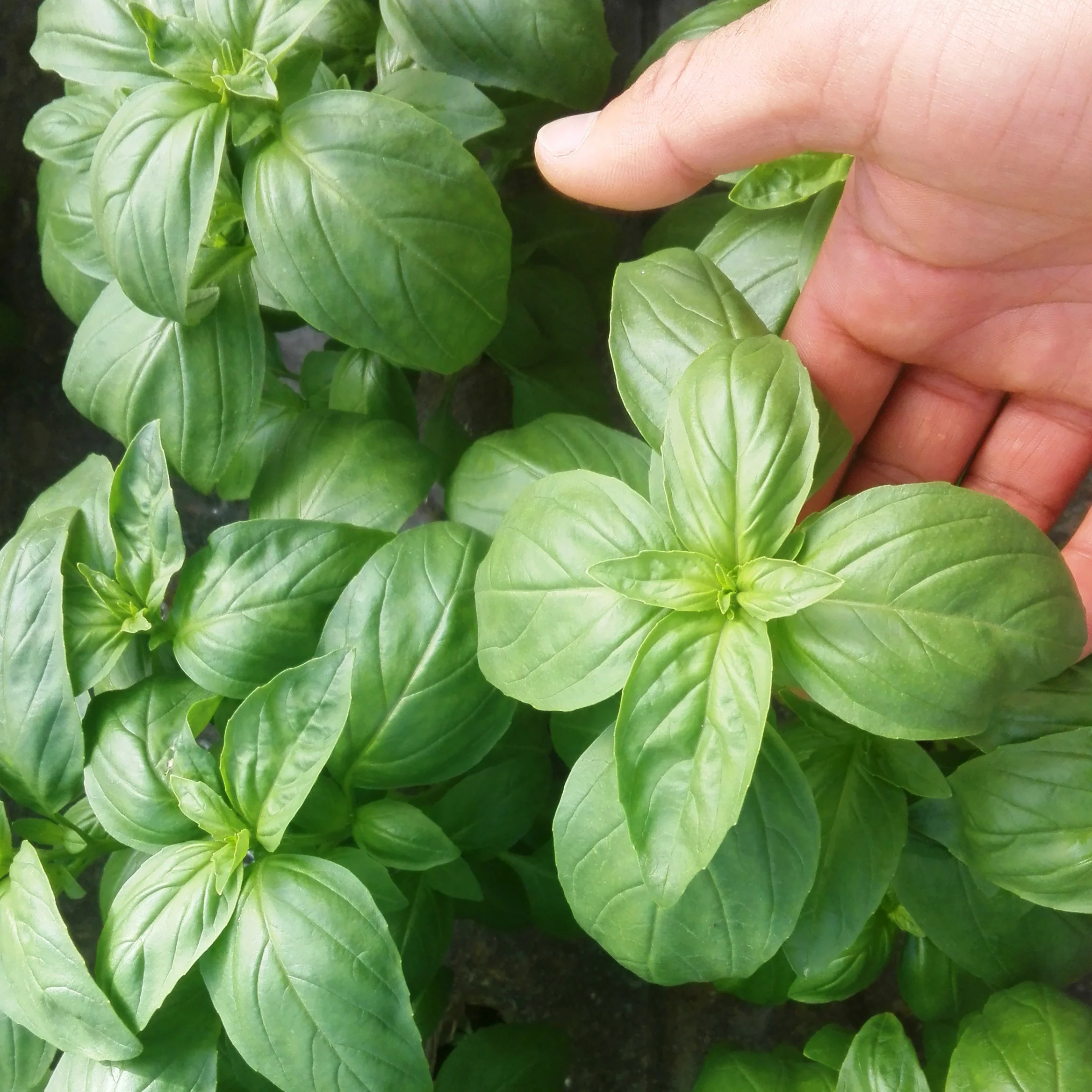 Prospera Basil