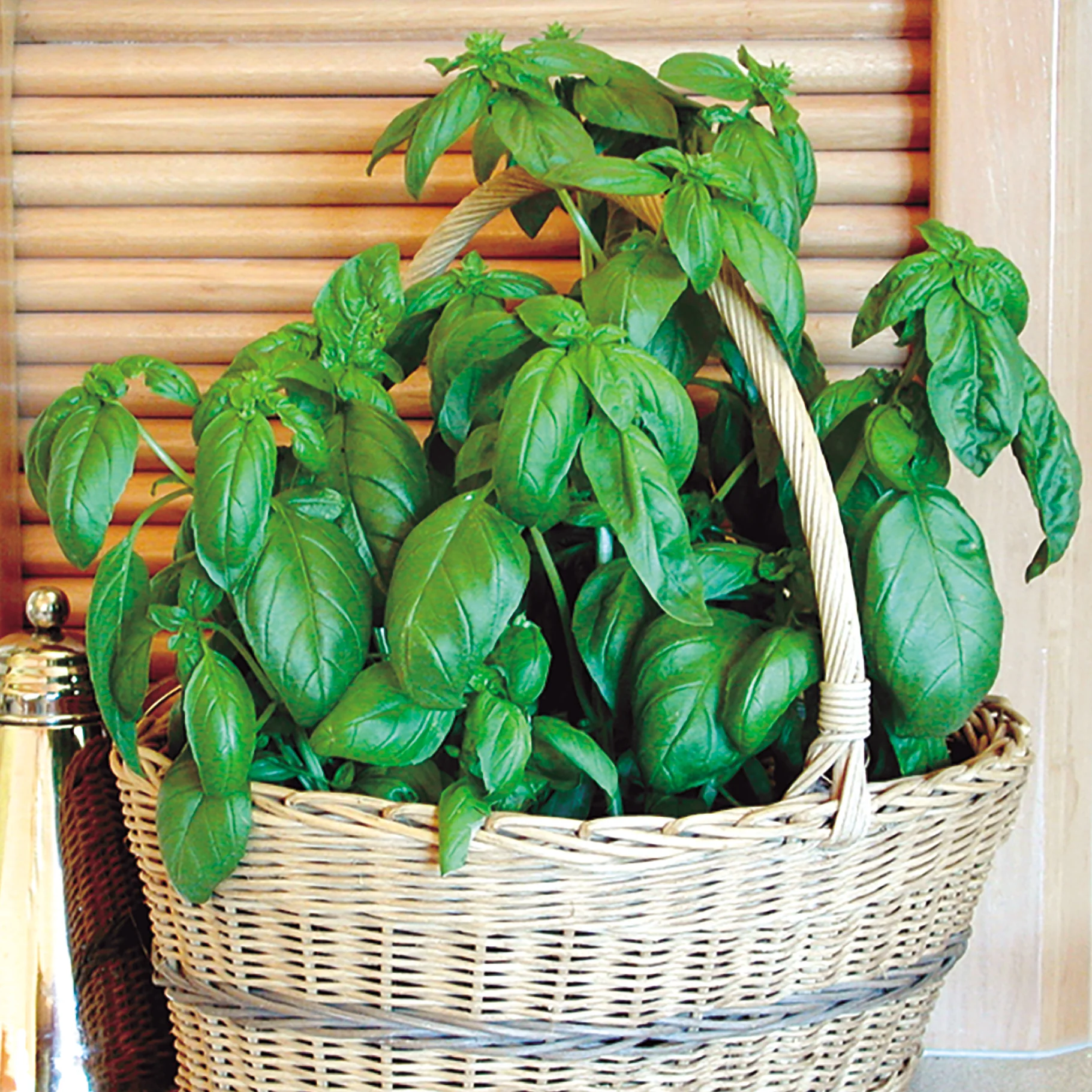Sweet Basil - Image 2