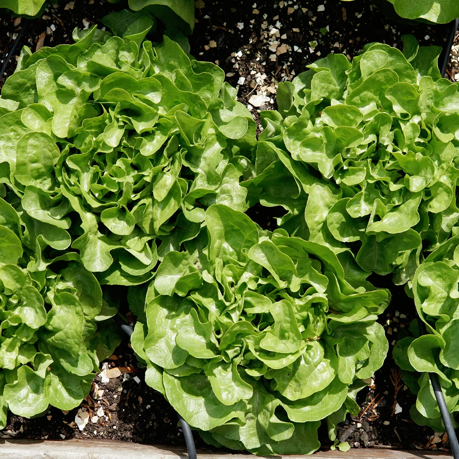 Bauer Lettuce - Image 3