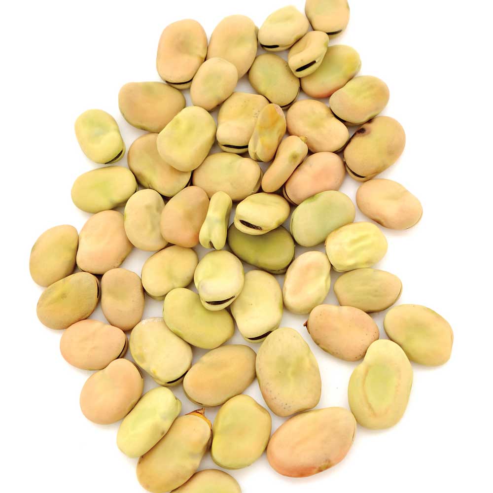 Aprovecho Bean