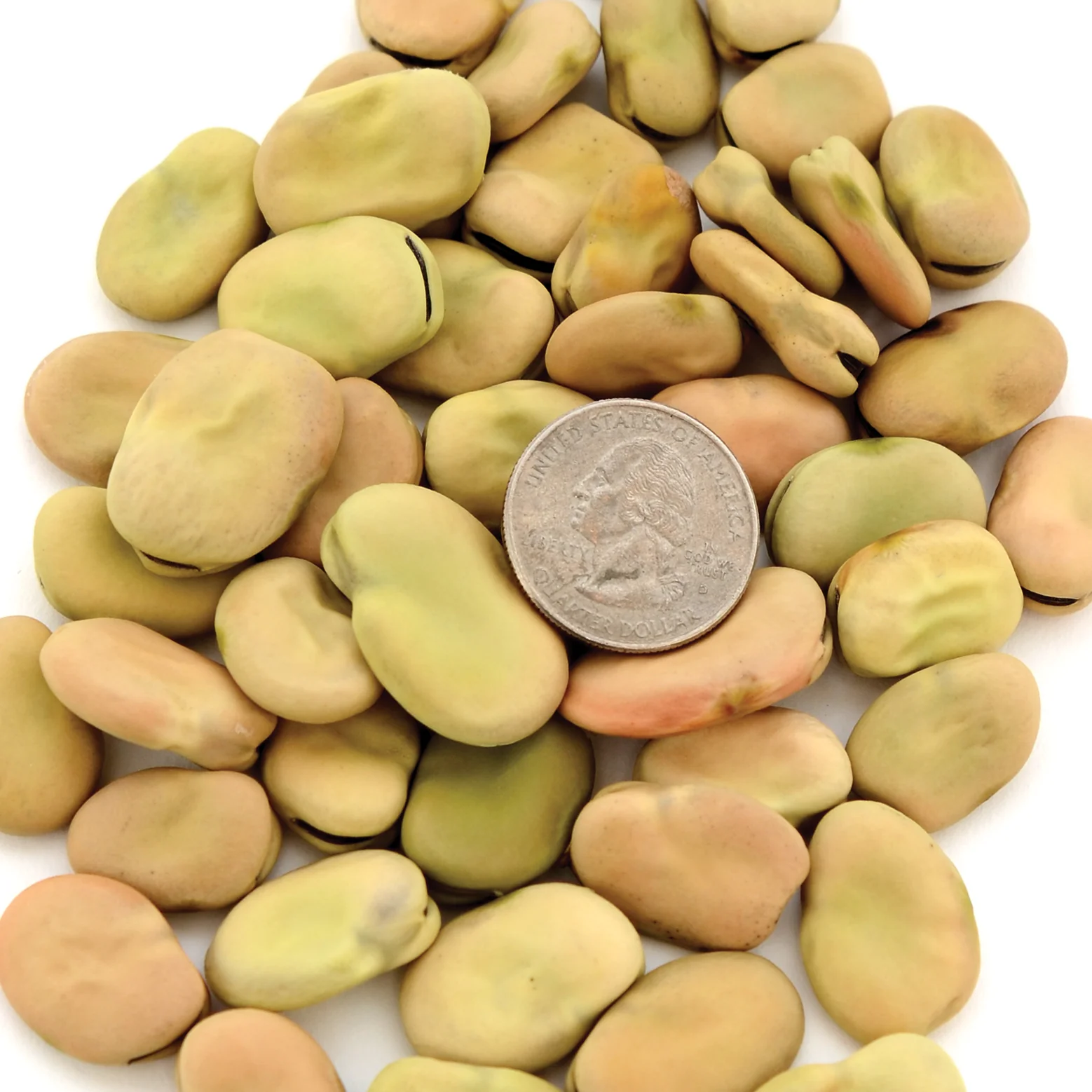 Aprovecho Bean - Image 2