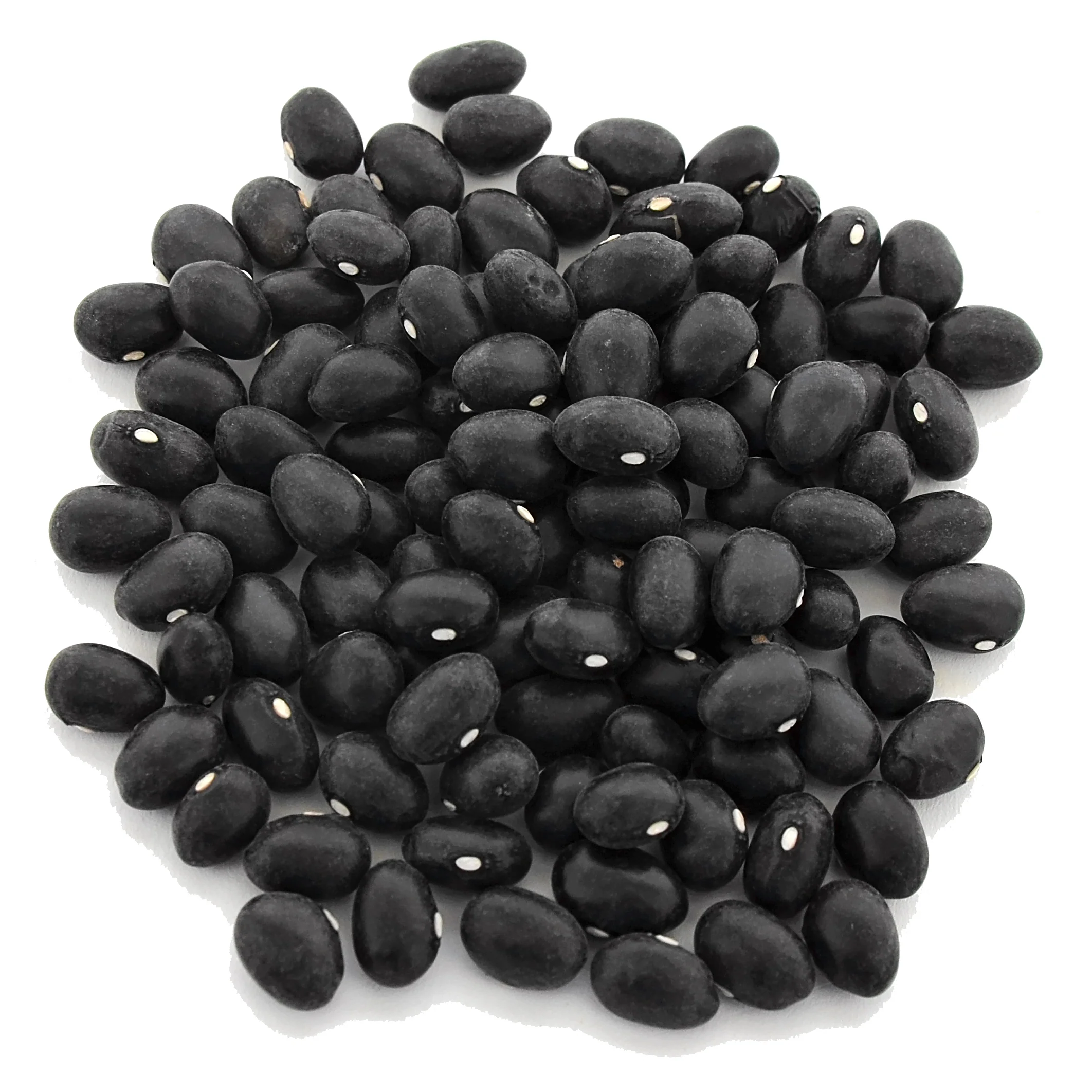 Black Coco Bean