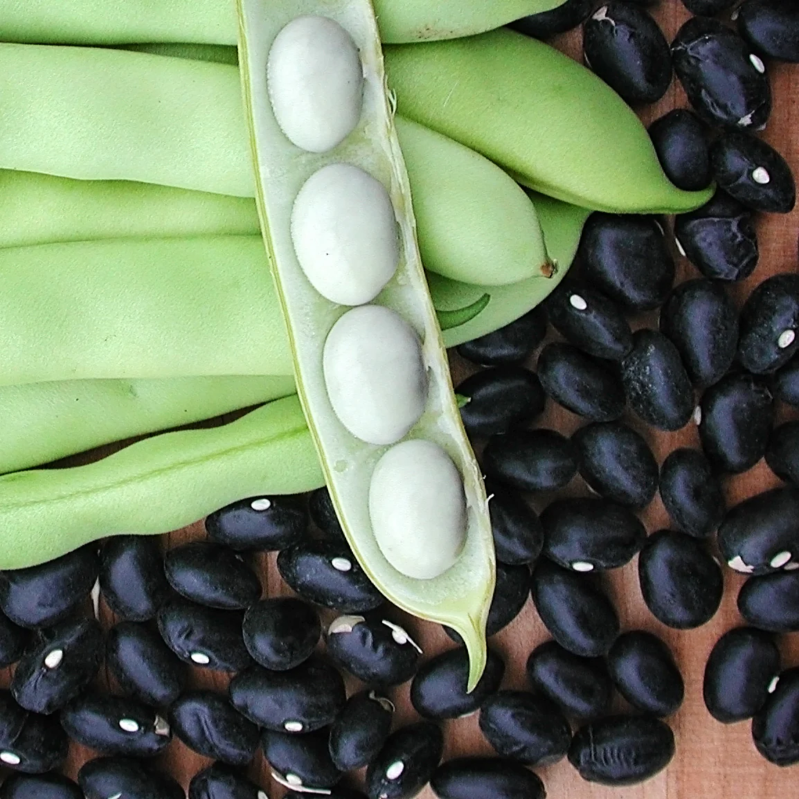 Black Coco Bean - Image 2