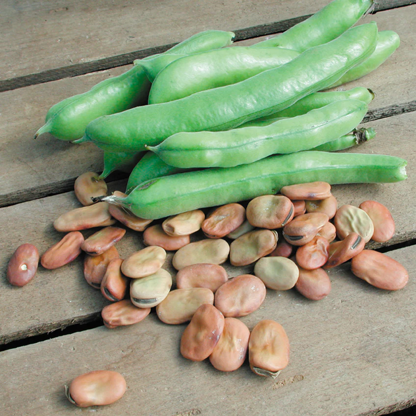 Broad Windsor Bean