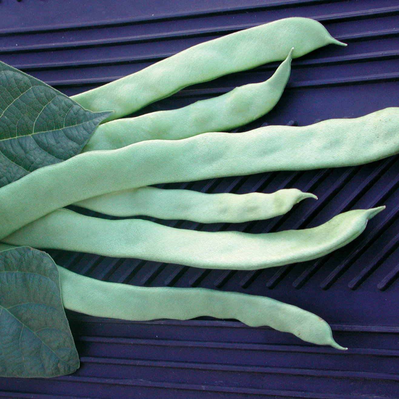 Helda Bean - Image 2