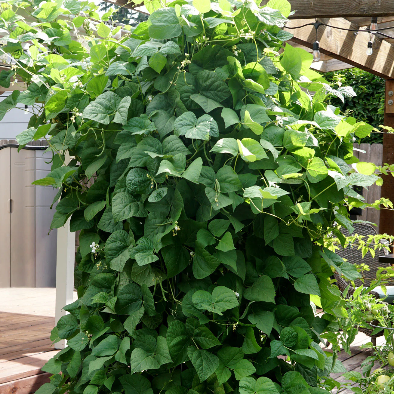Kentucky Wonder Bean - Image 3
