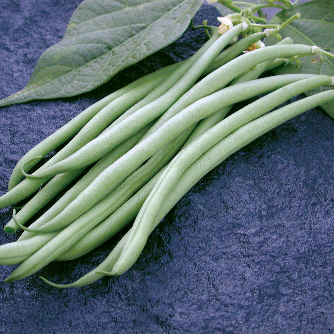 Maxibel Bean