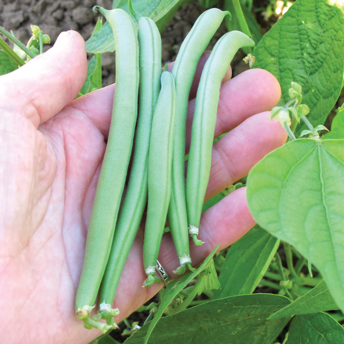 Provider Bean - Image 2