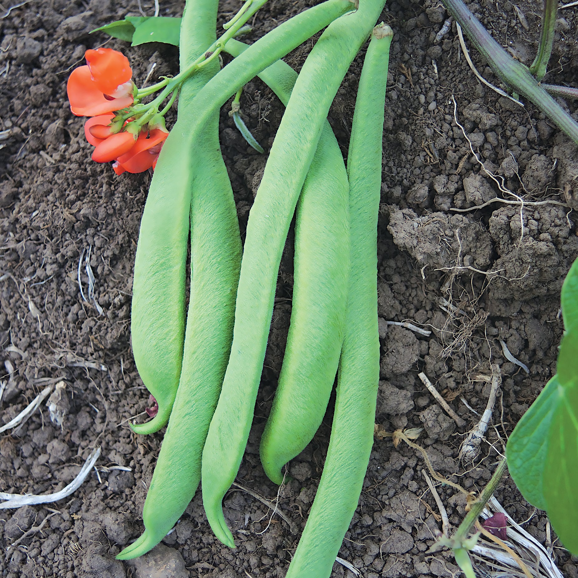Scarlet Emperor Bean - Image 2