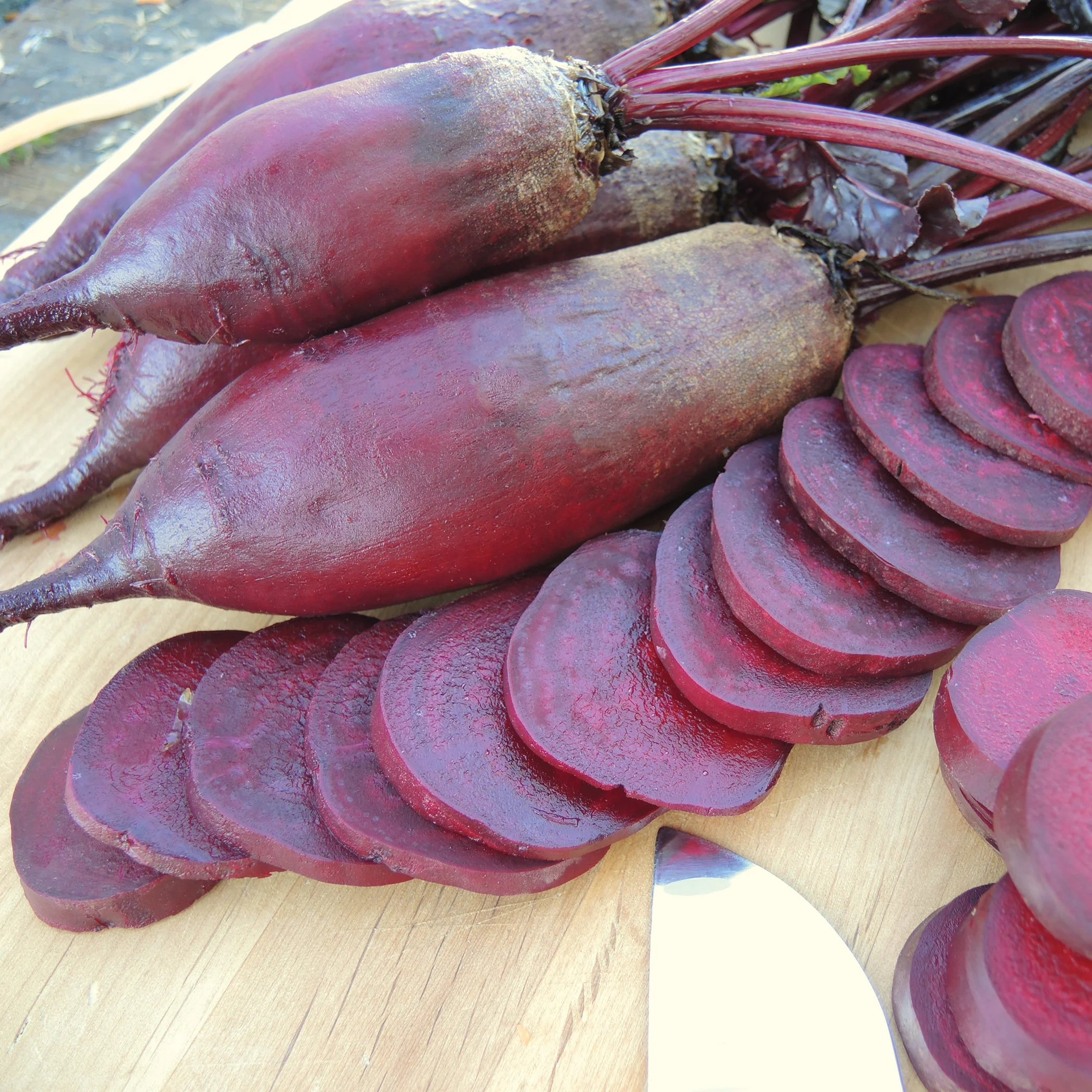 Cylindra Beet - Image 2