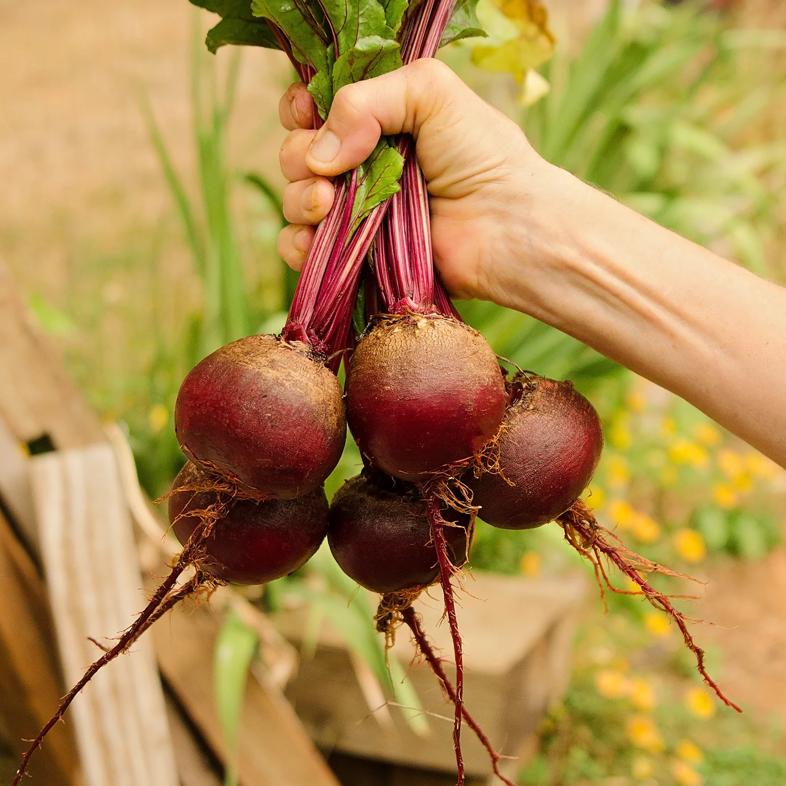 Early Wonder Tall Top Beet - Image 2