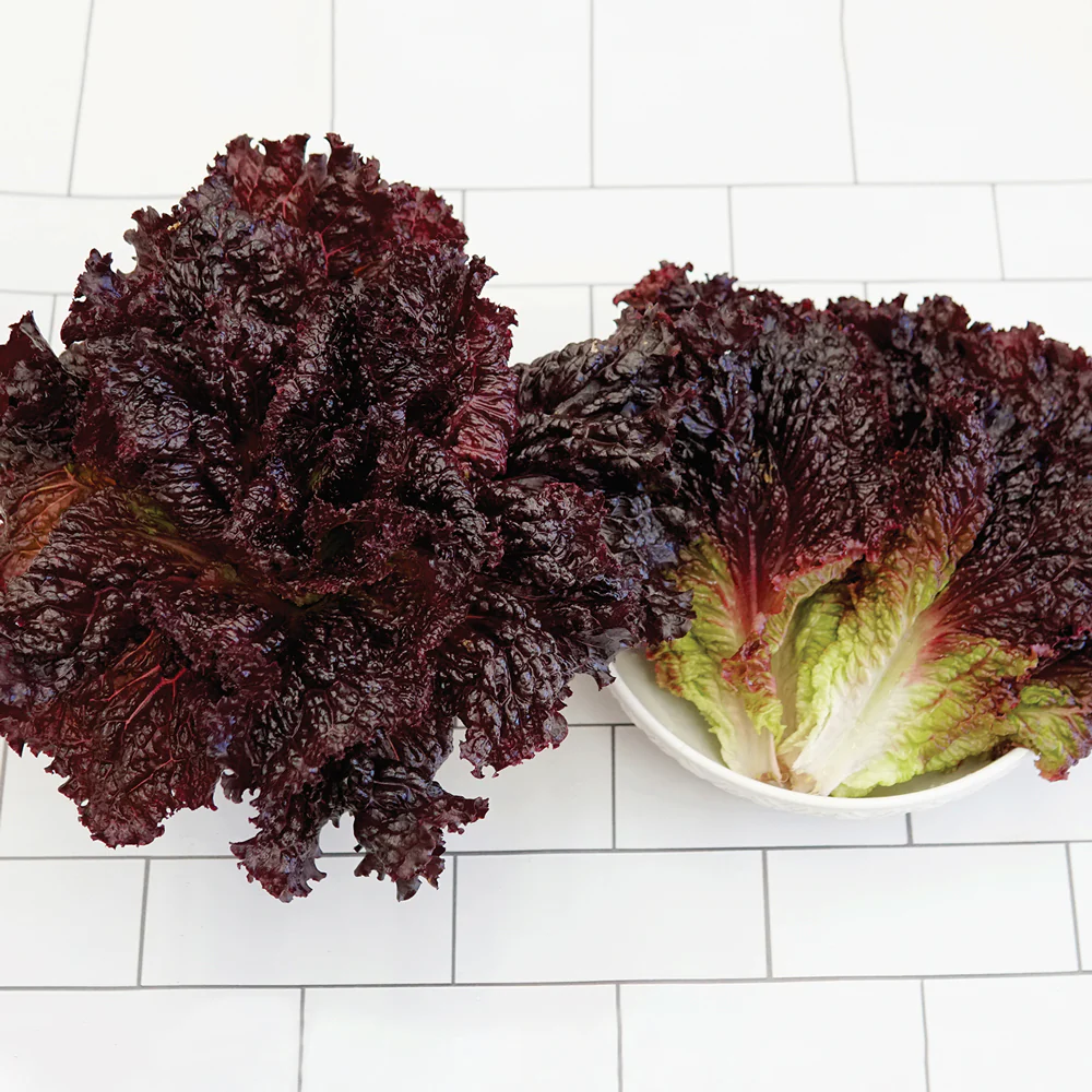 Black Hawk Lettuce - Image 2