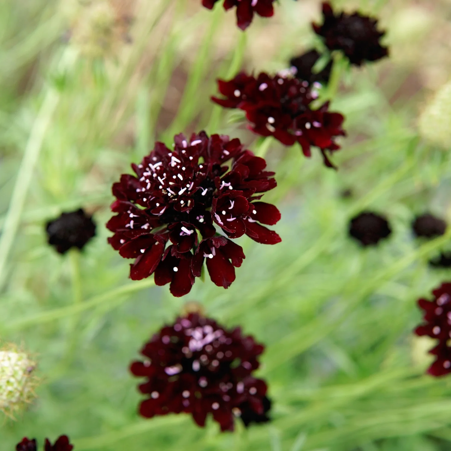 Black Knight Scabiosa - Image 2