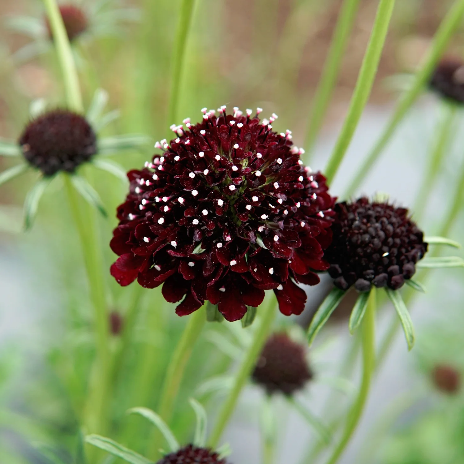 Black Knight Scabiosa - Image 3