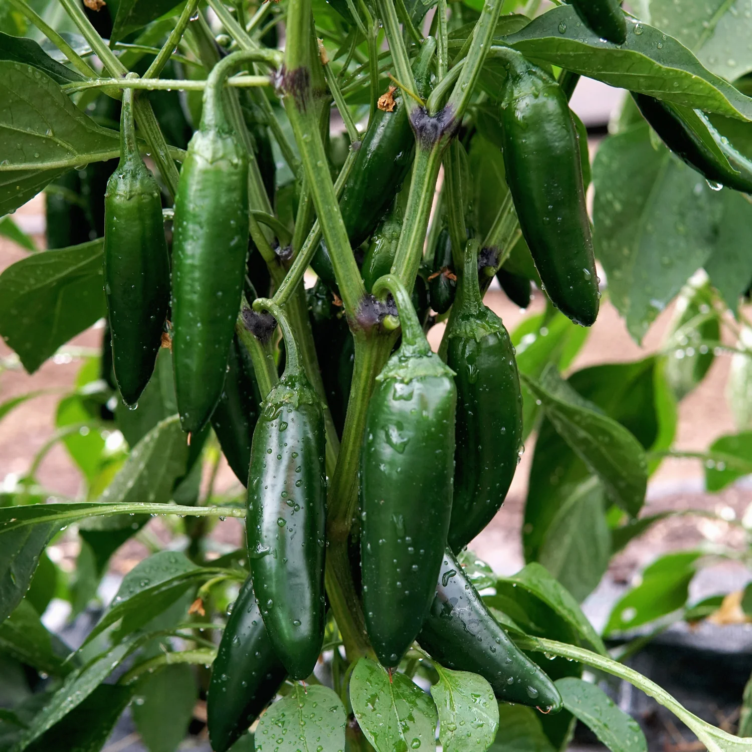 Black Magic Pepper - Image 2