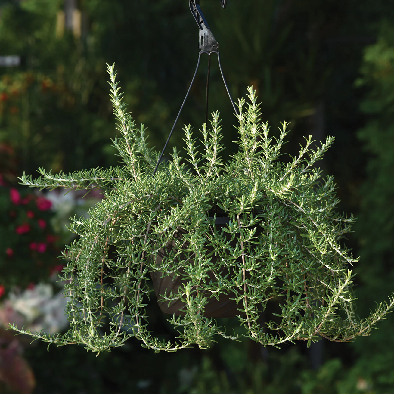 Blue Cascade Rosemary