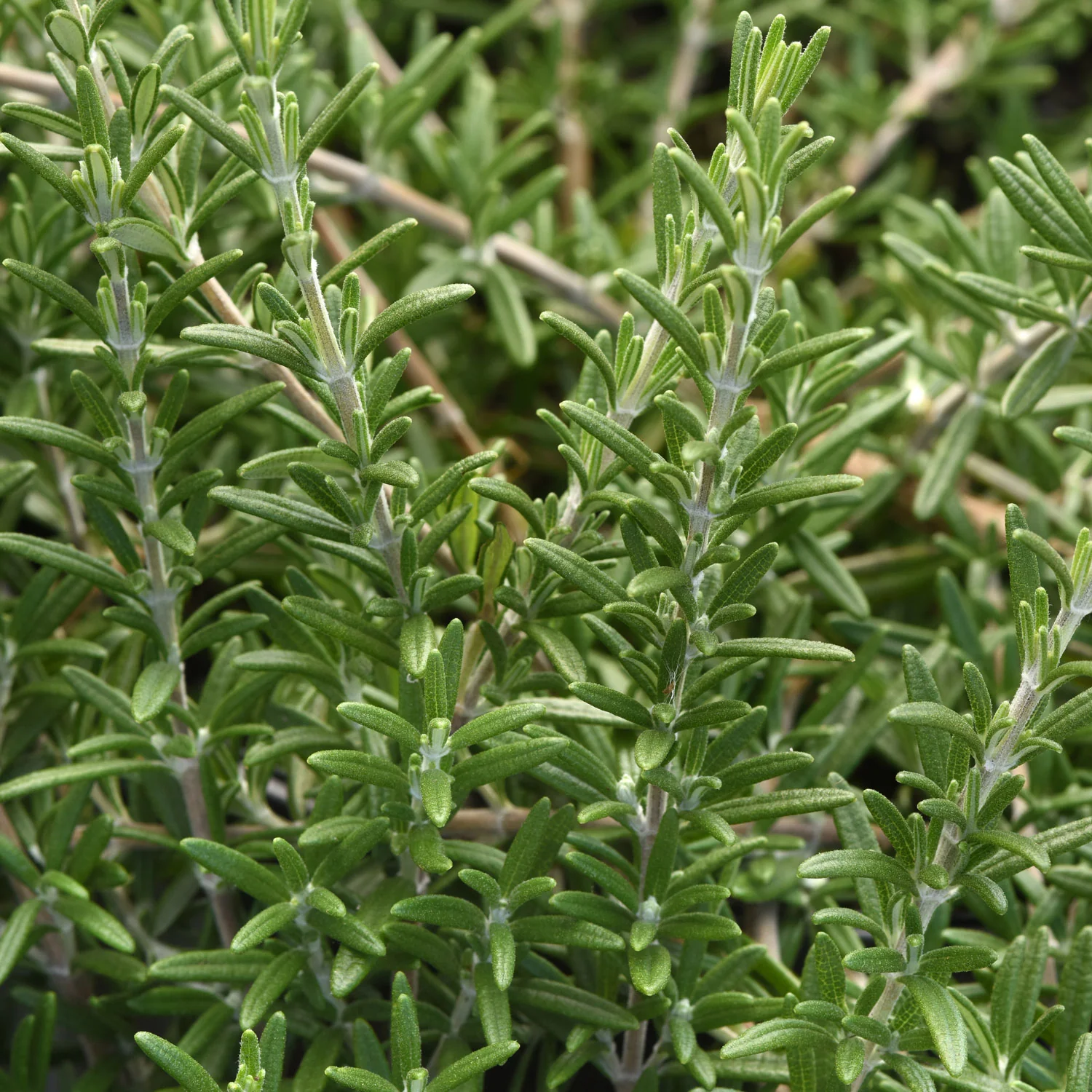Blue Cascade Rosemary - Image 2