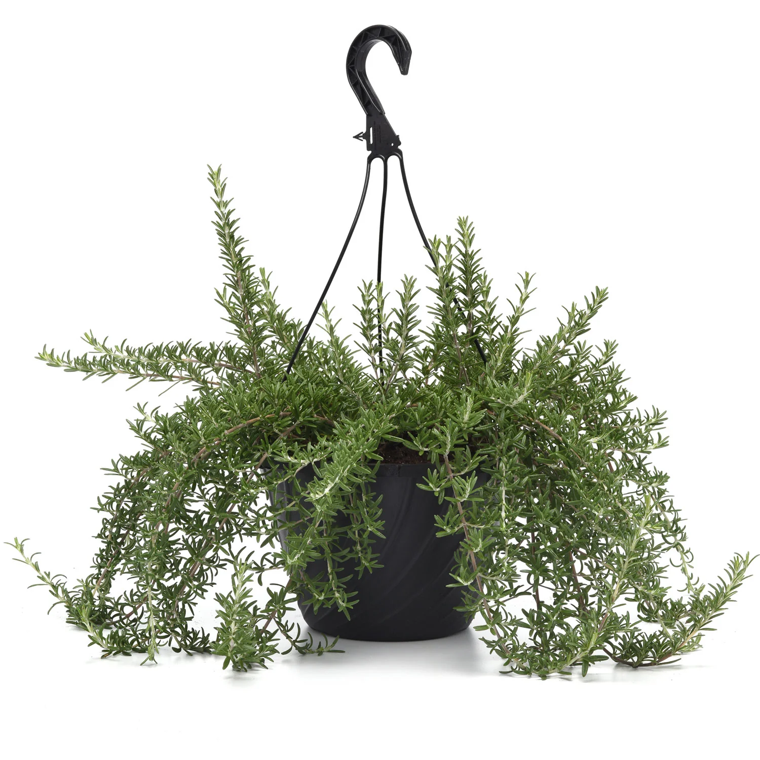 Blue Cascade Rosemary - Image 3