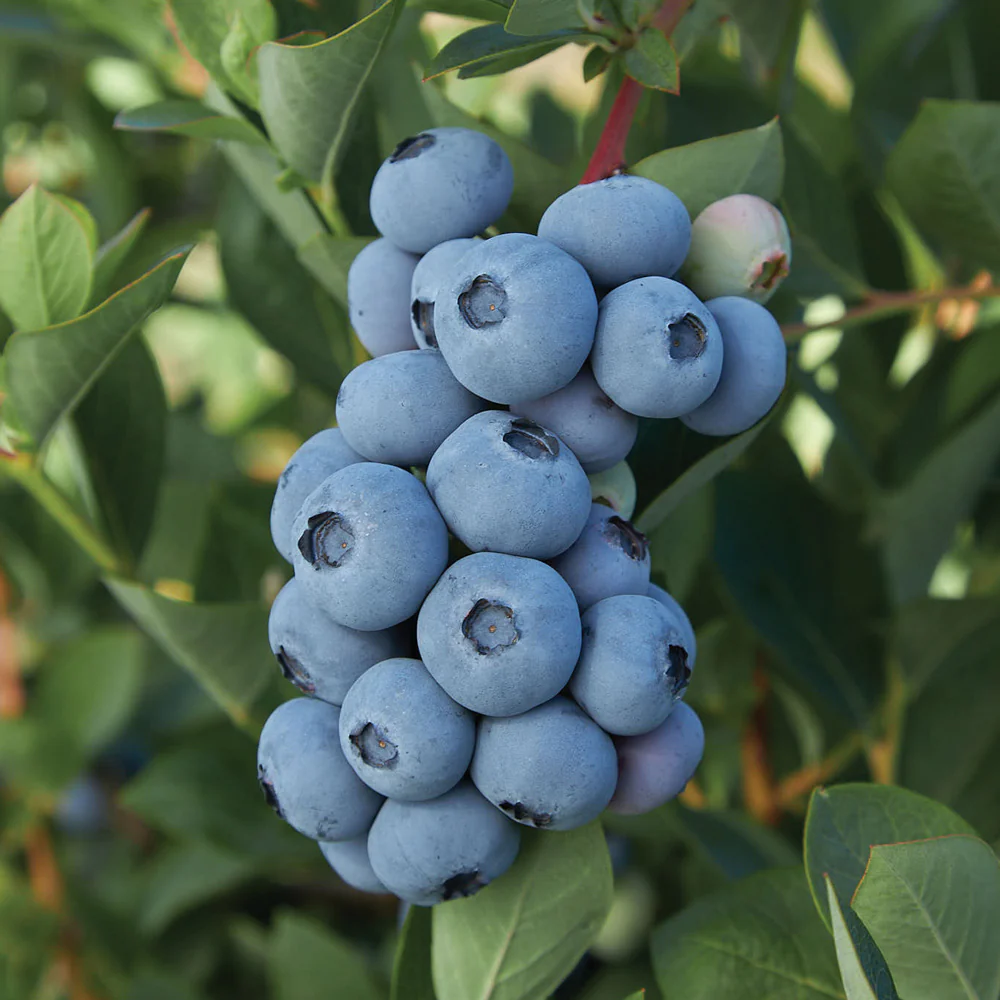 Blue Ribbon Blueberry Plant