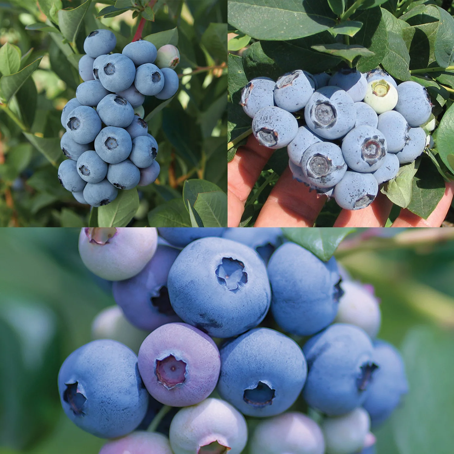 Blueberry Plant Bundle - Image 2